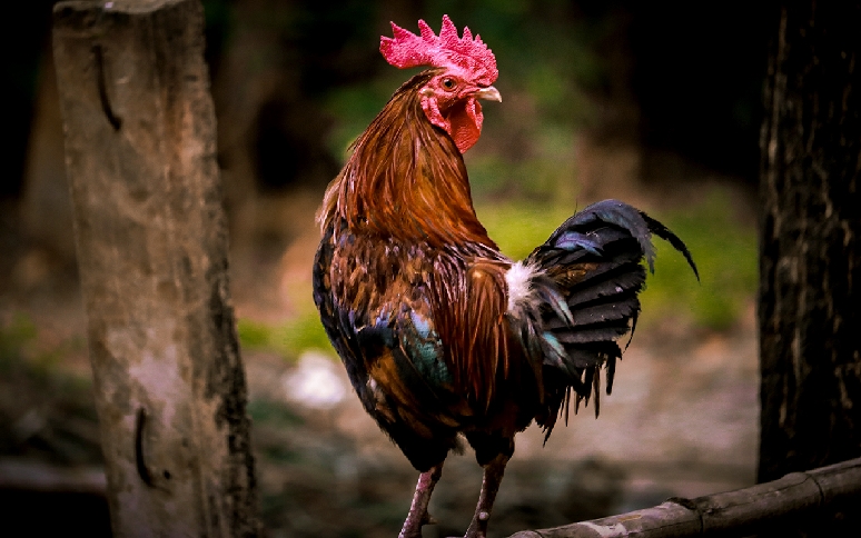 effet-dunning-Kruger3